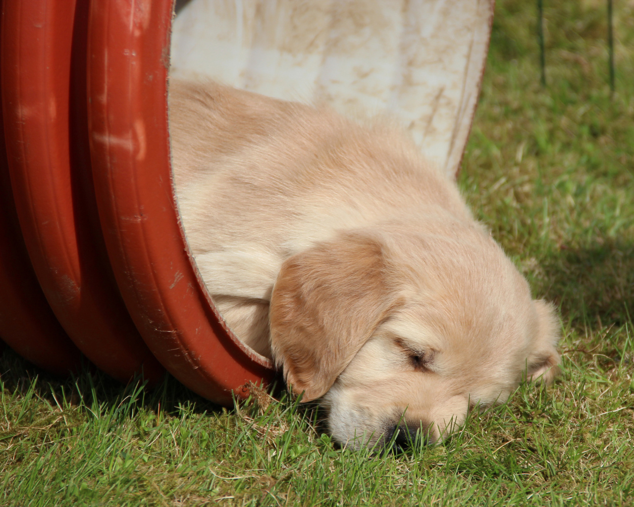 Золотой терьер в бочке