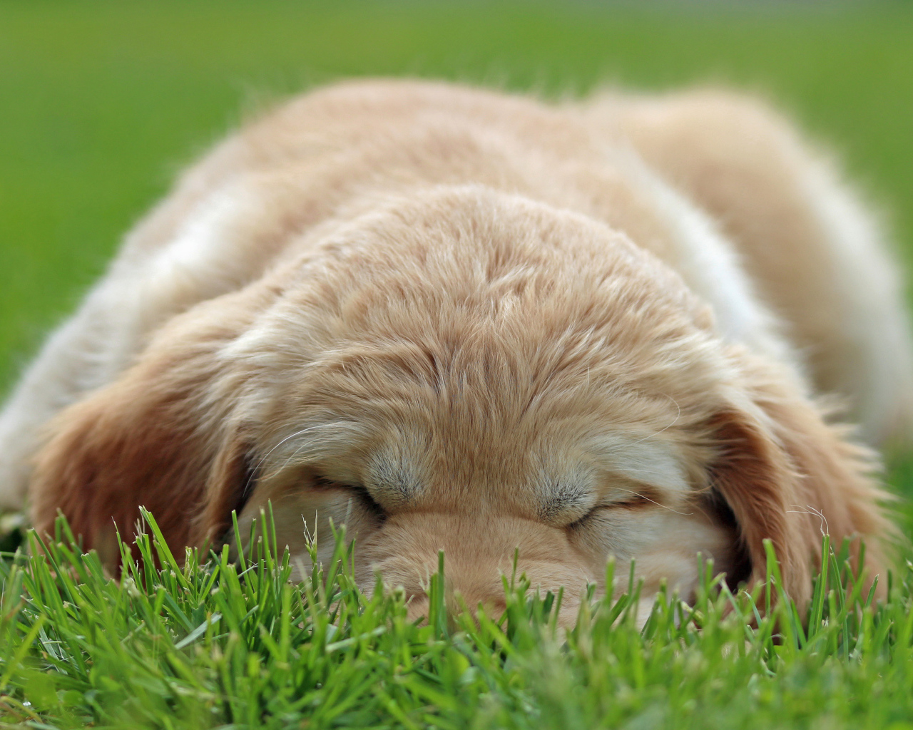 Золотой терьер спит на траве
