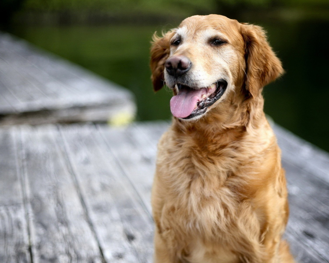 Золотой терьер на мосту