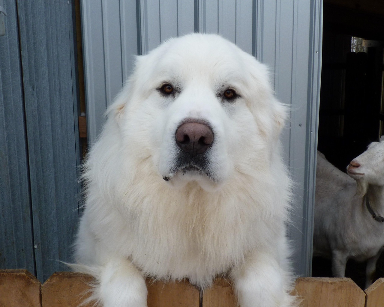 Большая пиренейская собака и коза