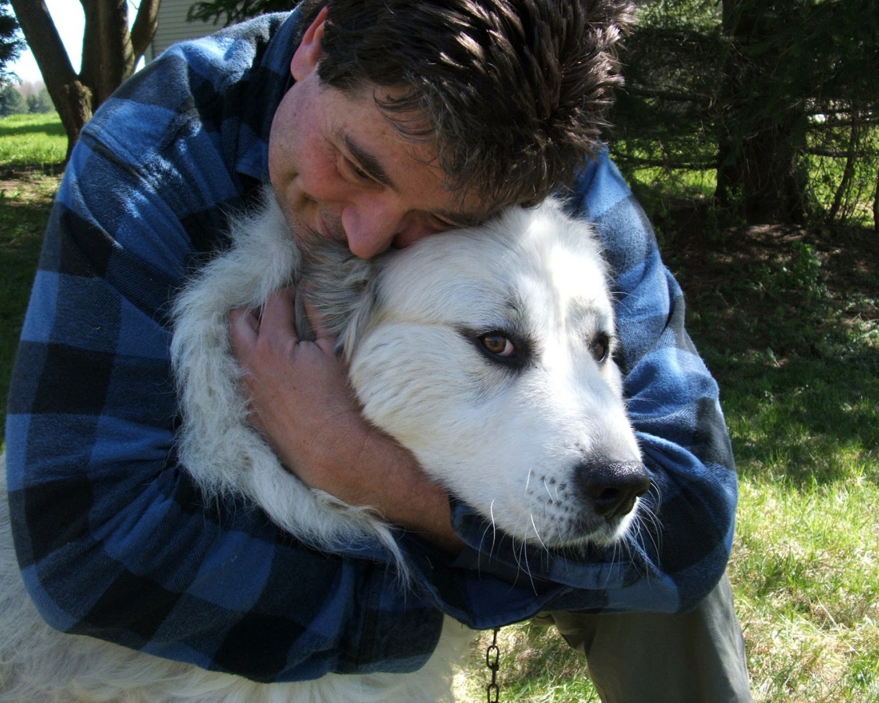 Большая пиренейская собака и любящий хозяин