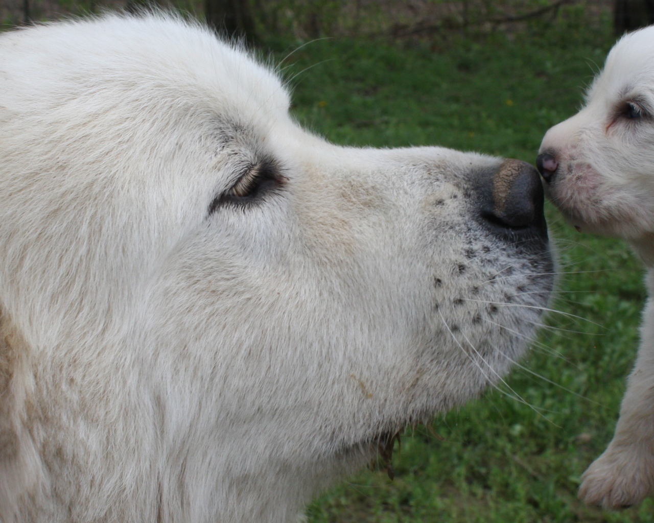 Большая пиренейская собака и щенок