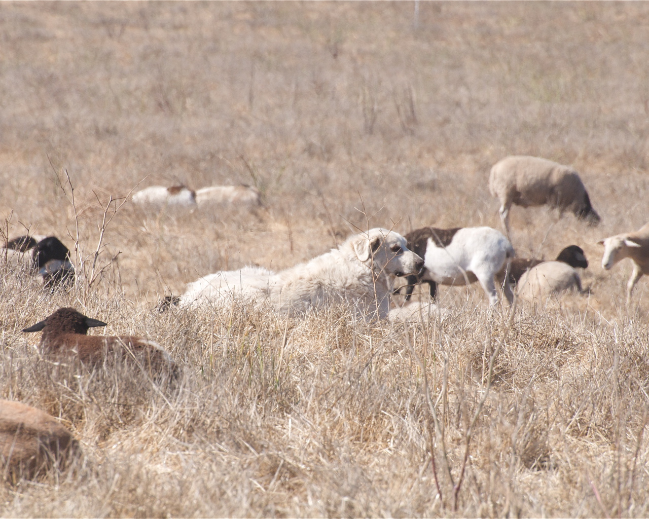 Большая пиренейская собака пасёт скот