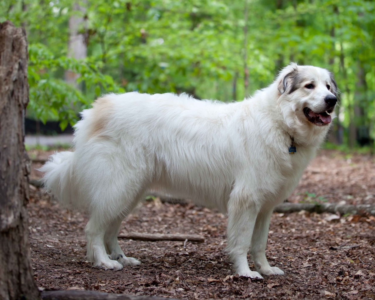 Большая пиренейская собака в лесу