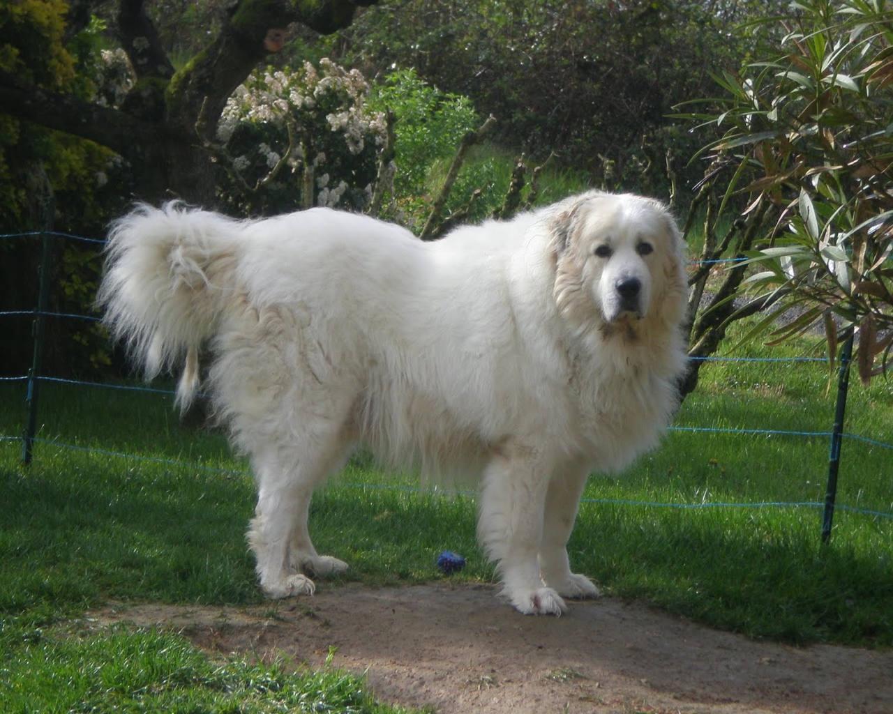 Большая пиренейская собака возле ограды