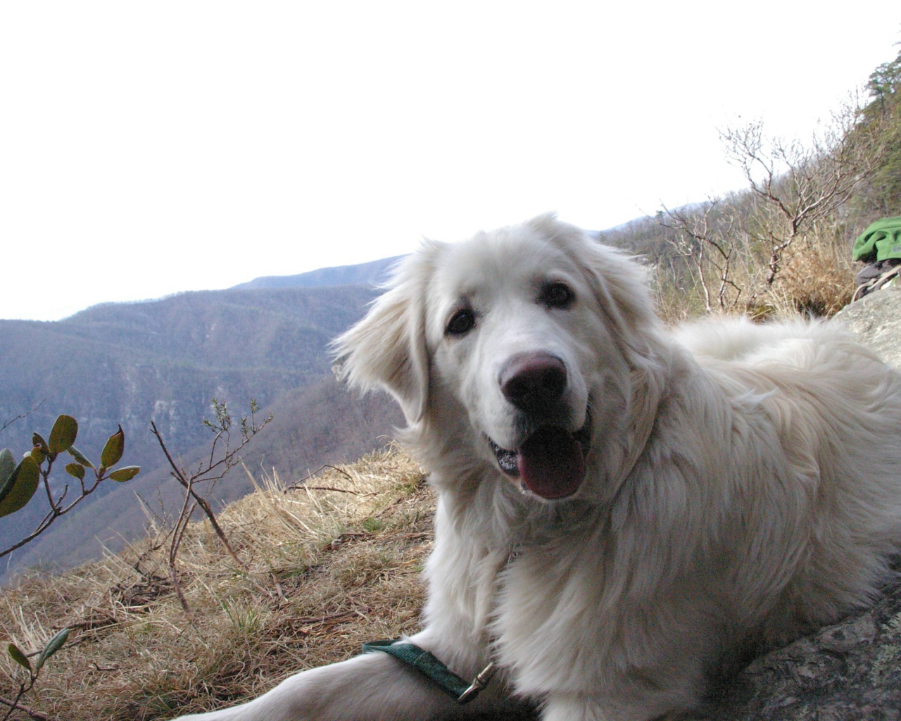 Большая пиренейская собака на холме