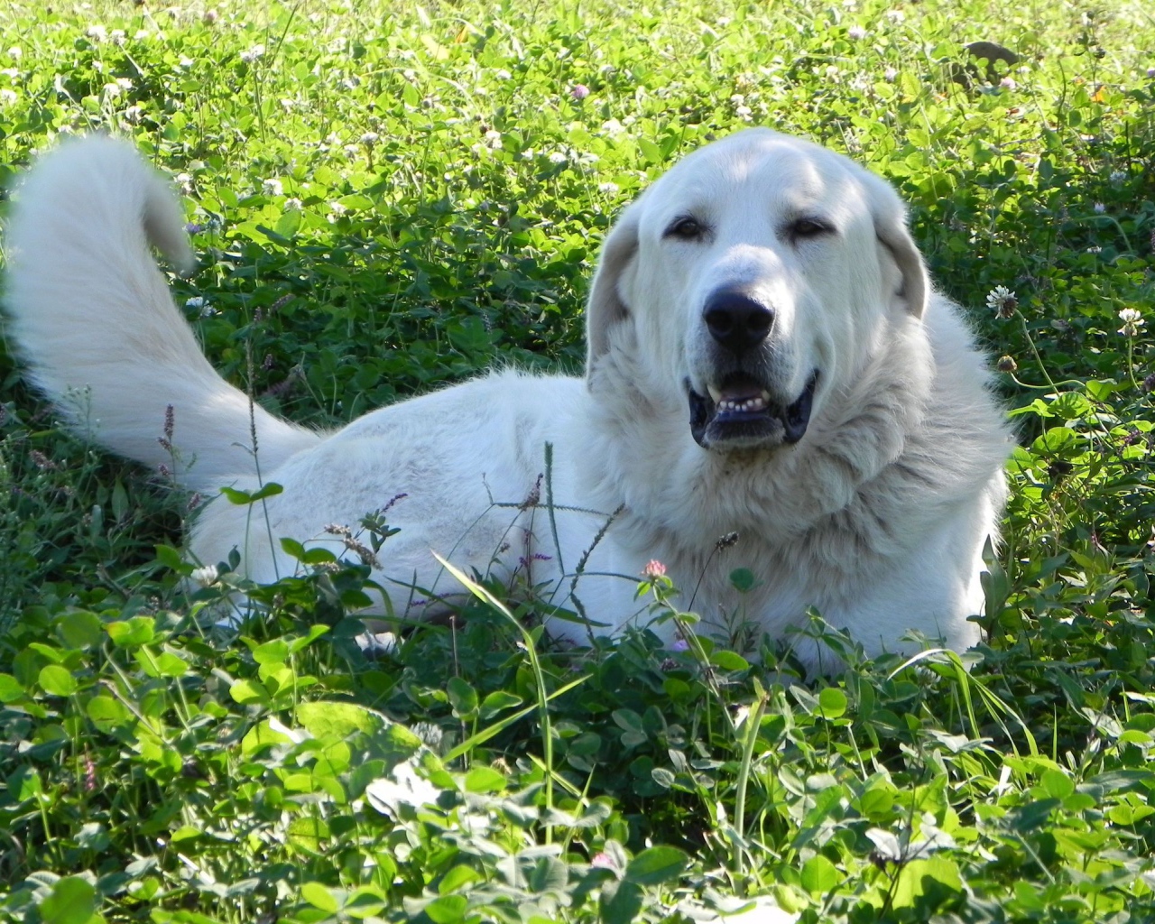 Большая пиренейская собака отдыхает на траве
