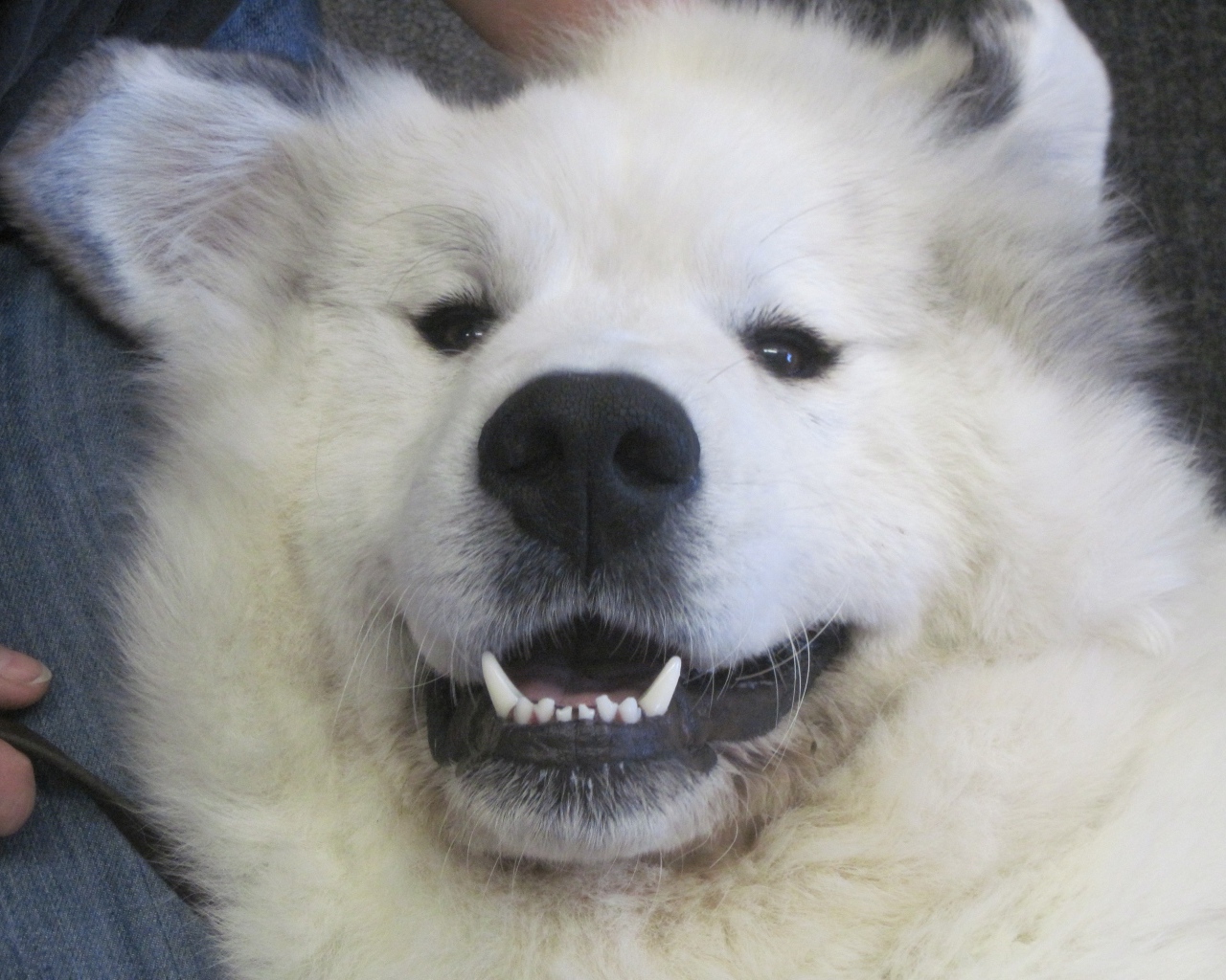 Большая пиренейская собака улыбается