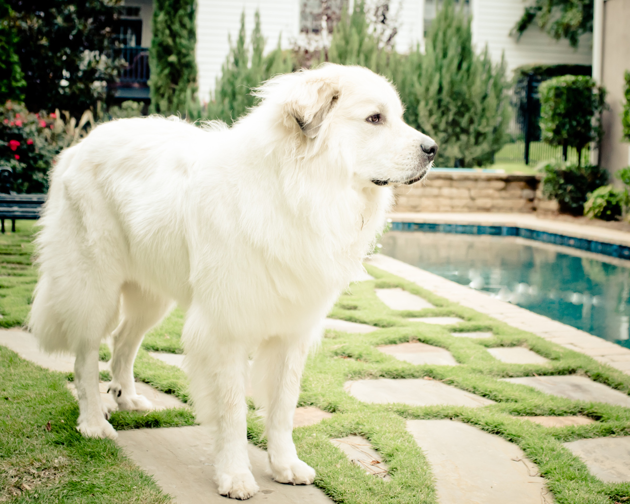 Большая пиренейская собака стоит возле бассейна