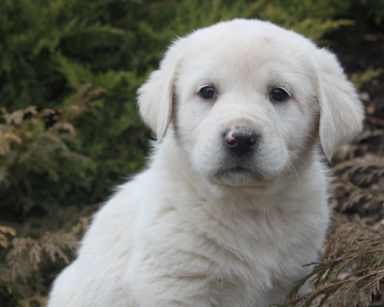 Щенок большой пиренейской собаки в кустарнике