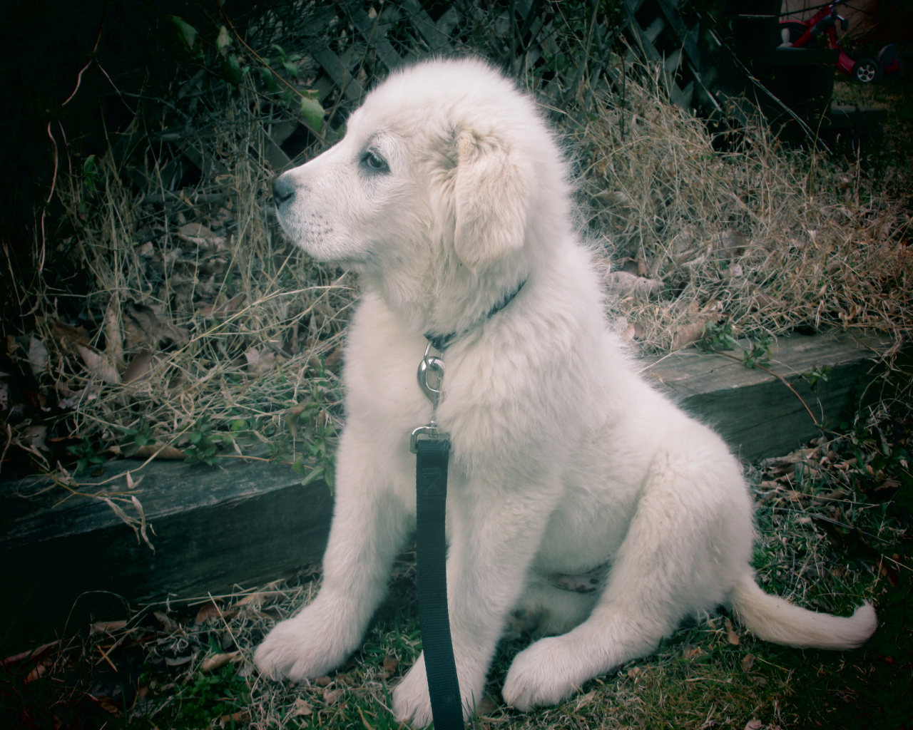 Щенок большой пиренейской собаки смотрит вдаль