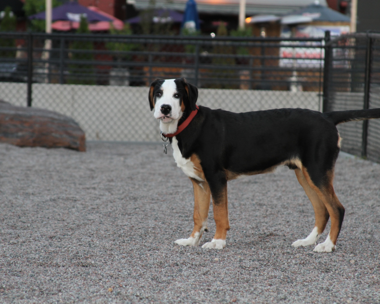 Большой швейцарский зенненхунд за забором