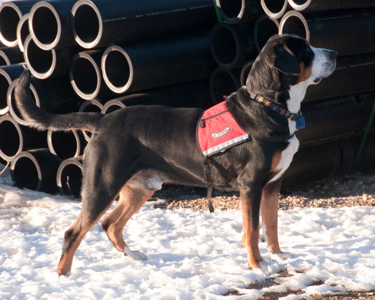 Большой швейцарский зенненхунд на снегу