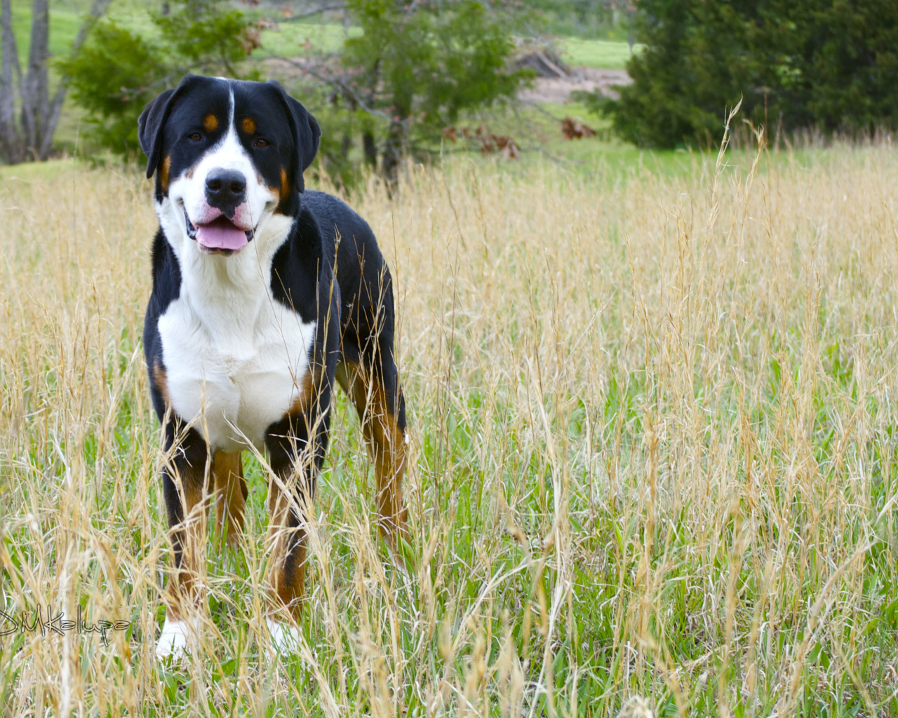 Большой швейцарский зенненхунд в высокой траве