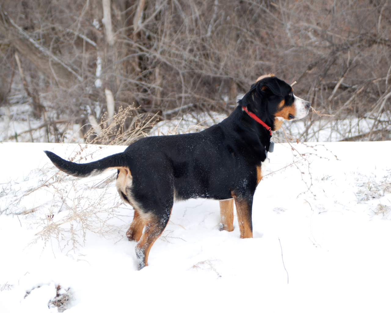 Большой швейцарский зенненхунд зимой