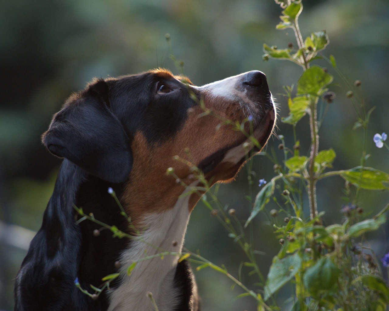 Большой швейцарский зенненхунд смотрит вверх