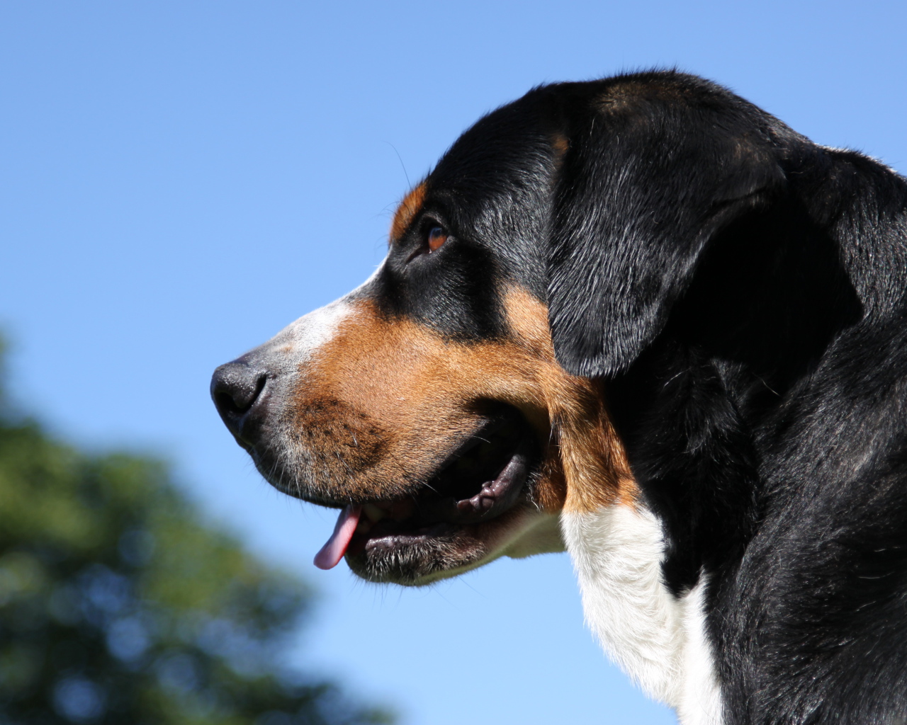 Большой швейцарский зенненхунд на фоне неба