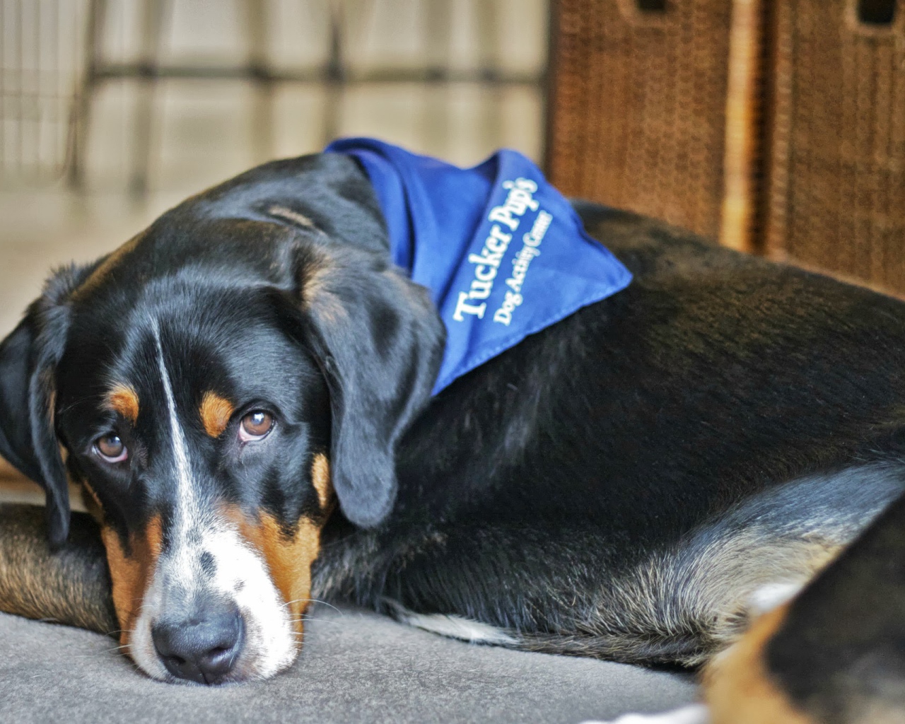 Большой швейцарский зенненхунд отдыхает