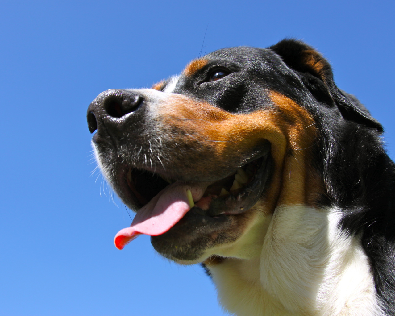 Большой швейцарский зенненхунд улыбается на фоне неба