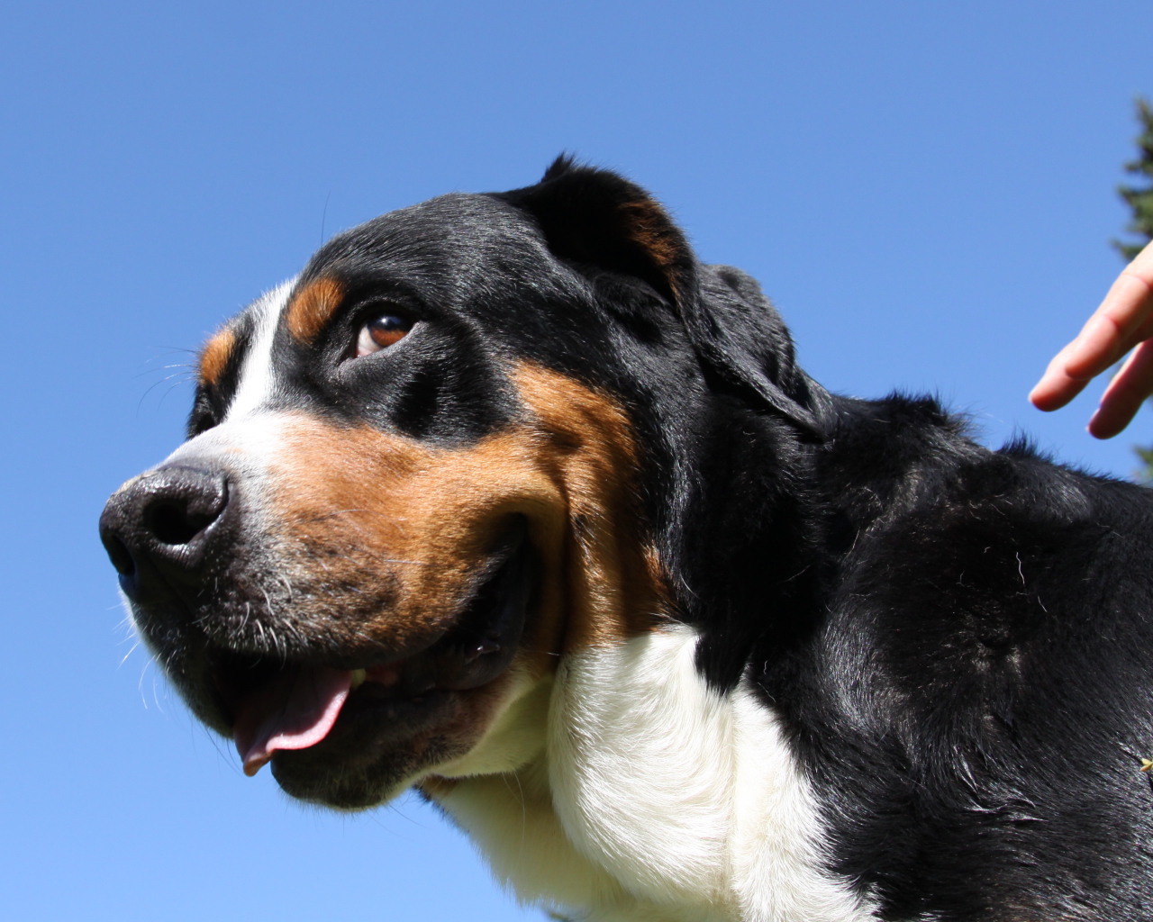 Большой швейцарский зенненхунд смотрит искоса