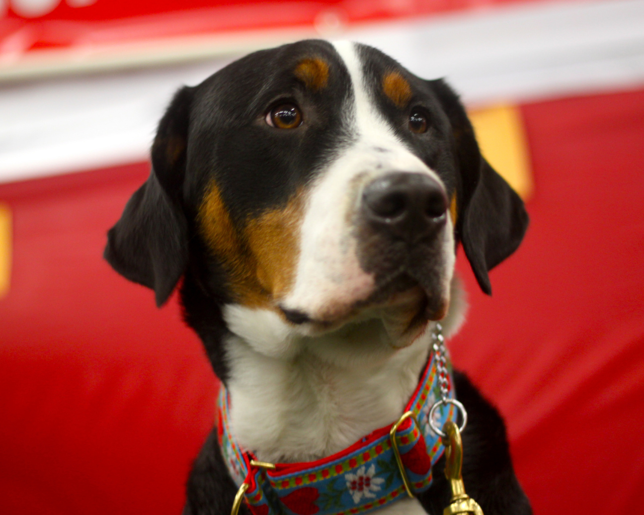Большой швейцарский зенненхунд с грустными глазами на красном фоне