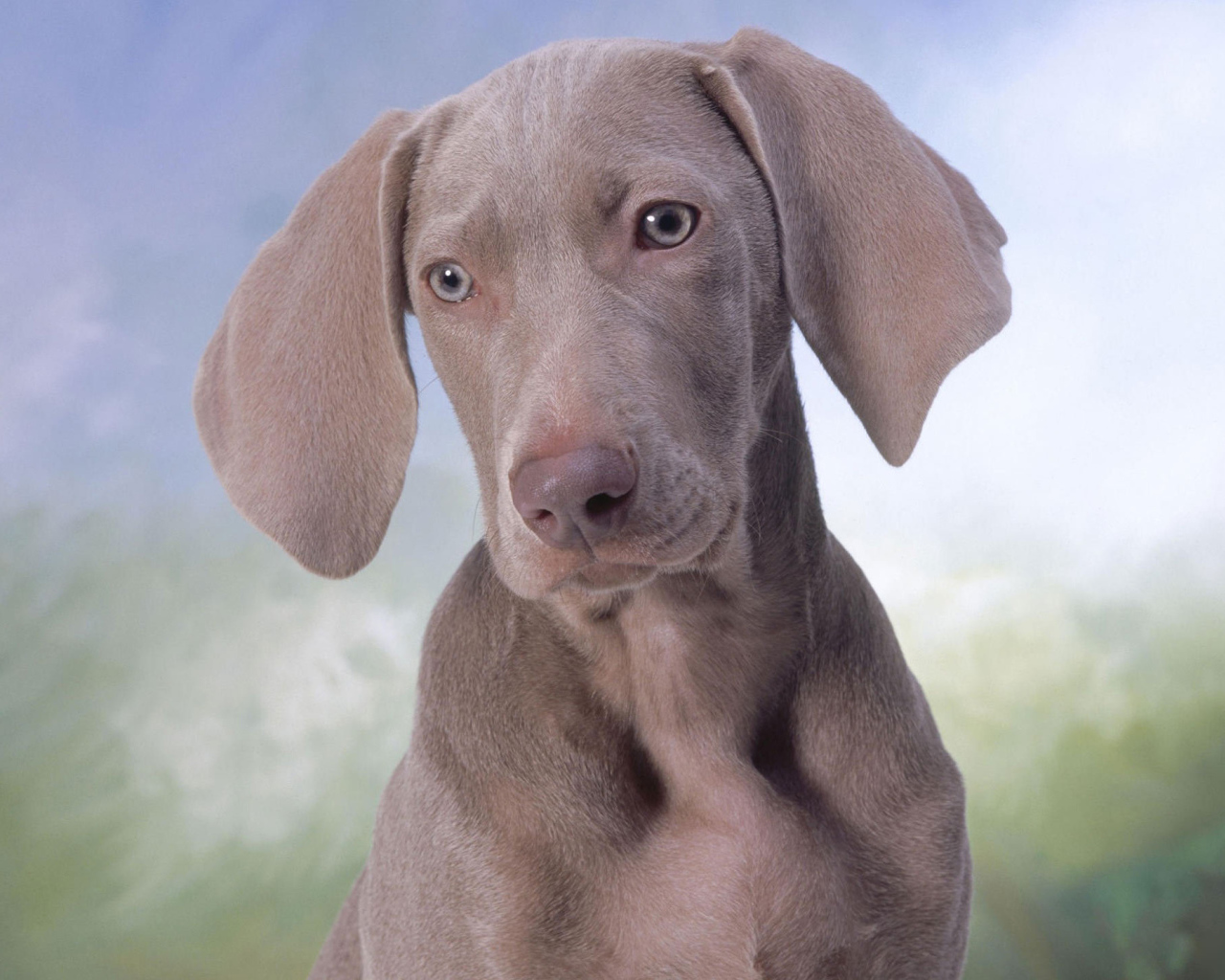 Серый щенок Пойнтер