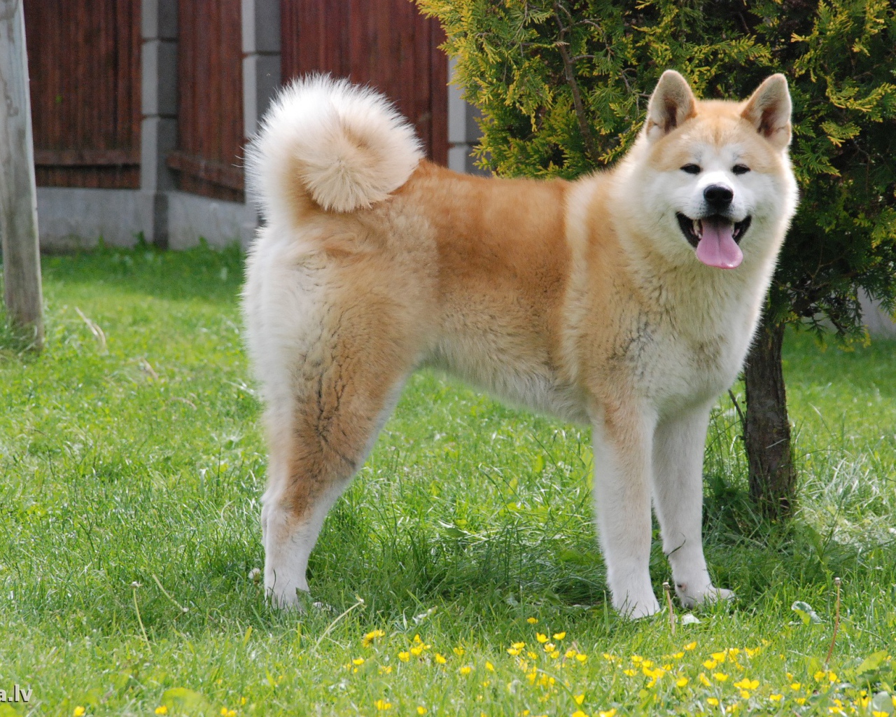 Счастливая акита-ину