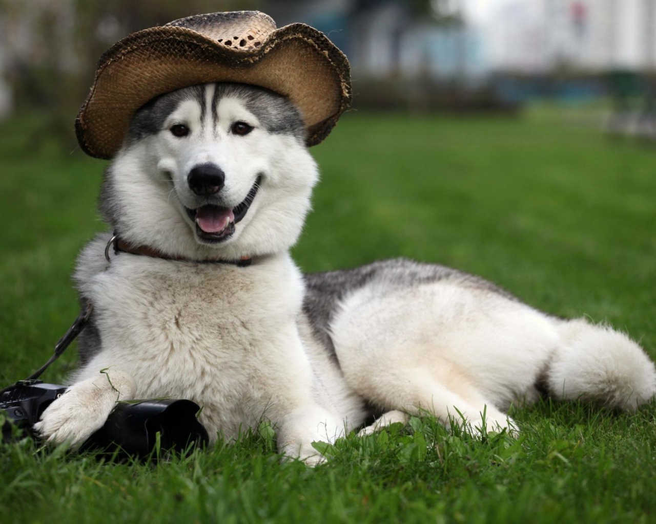 Счастливый аляскинский маламут в шляпе