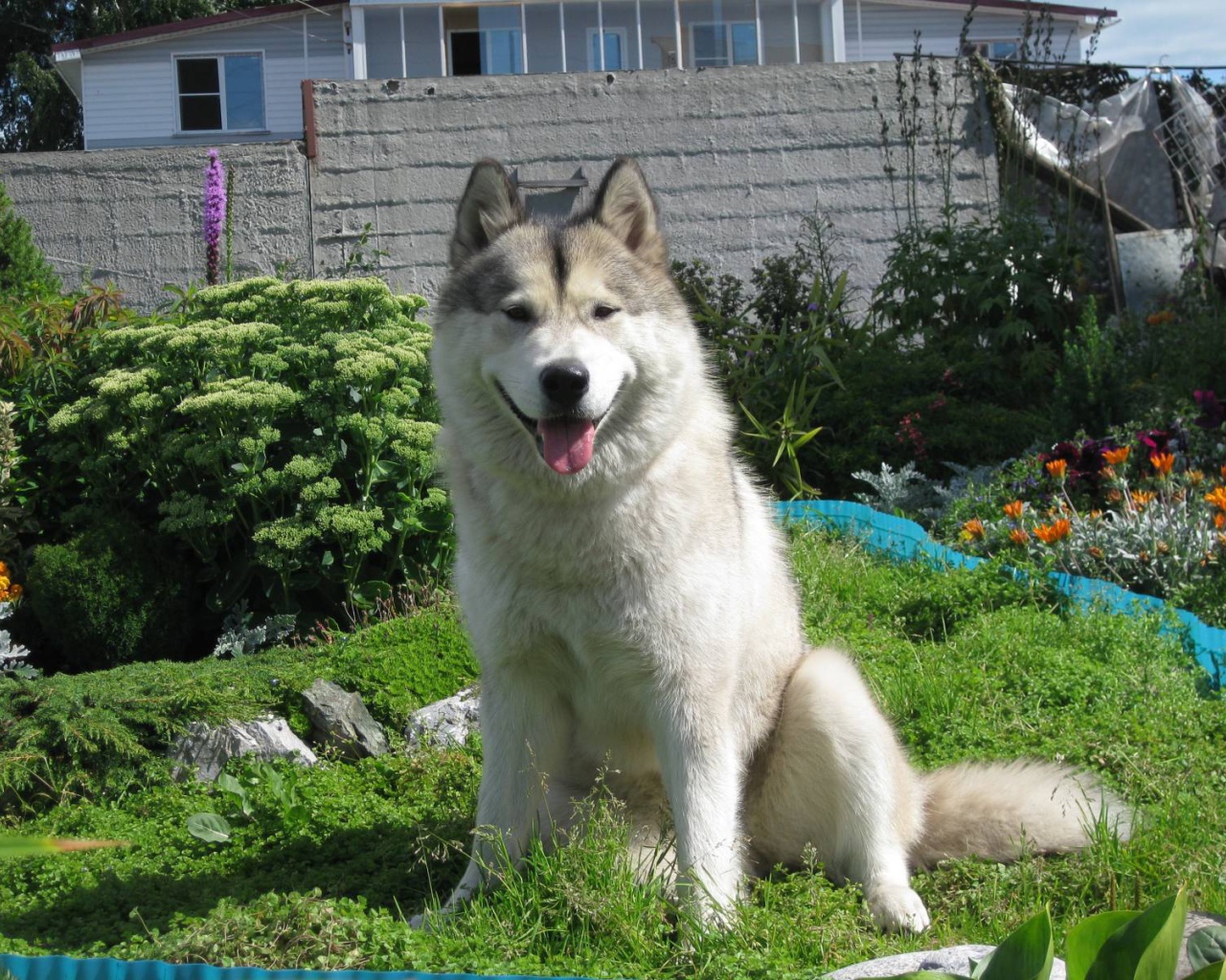 Счастливый аляскинский маламут на хуторе