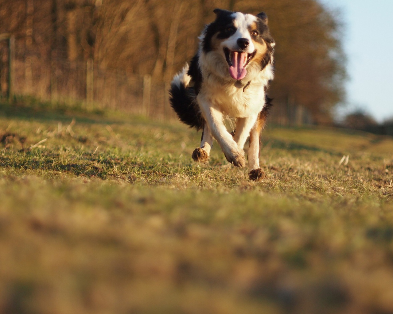 Счастливая австралийская овчарка бежит к хозяину