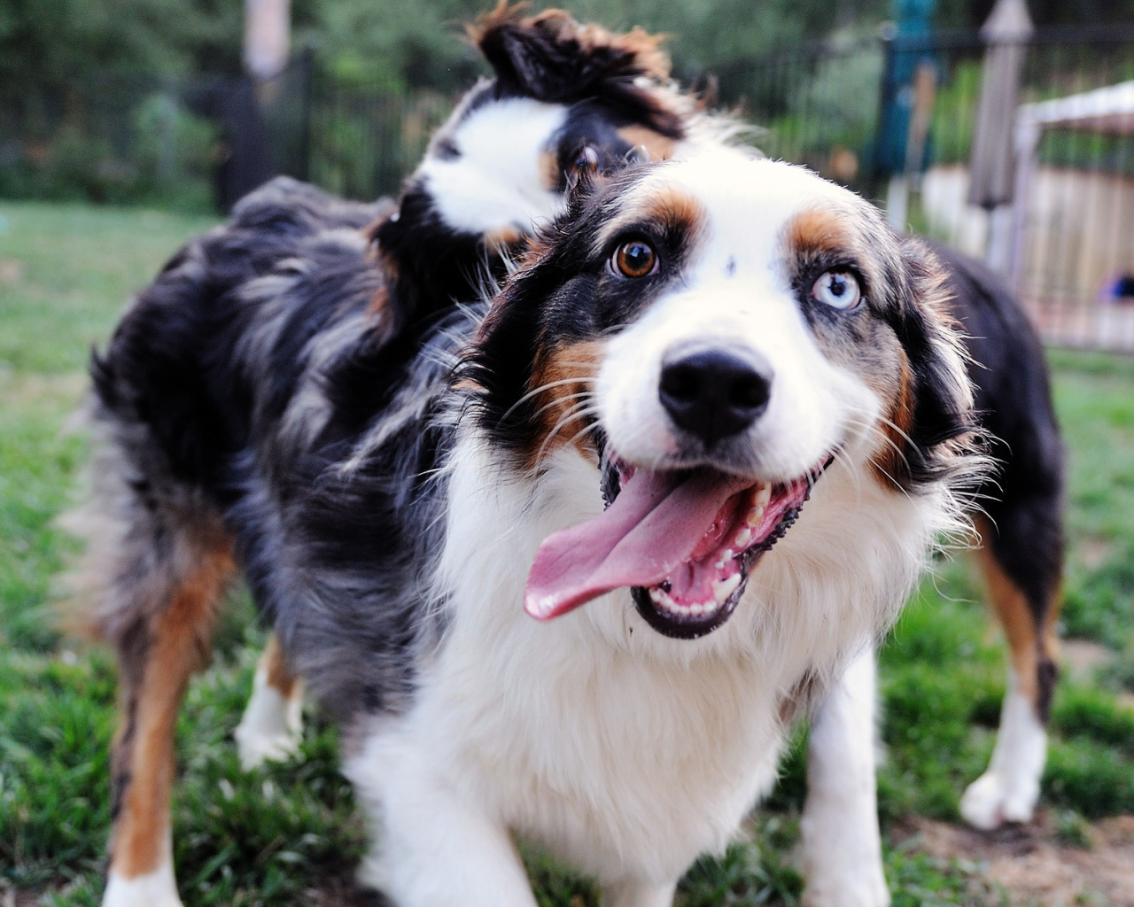 Счастливая австралийская овчарка с разными глазами