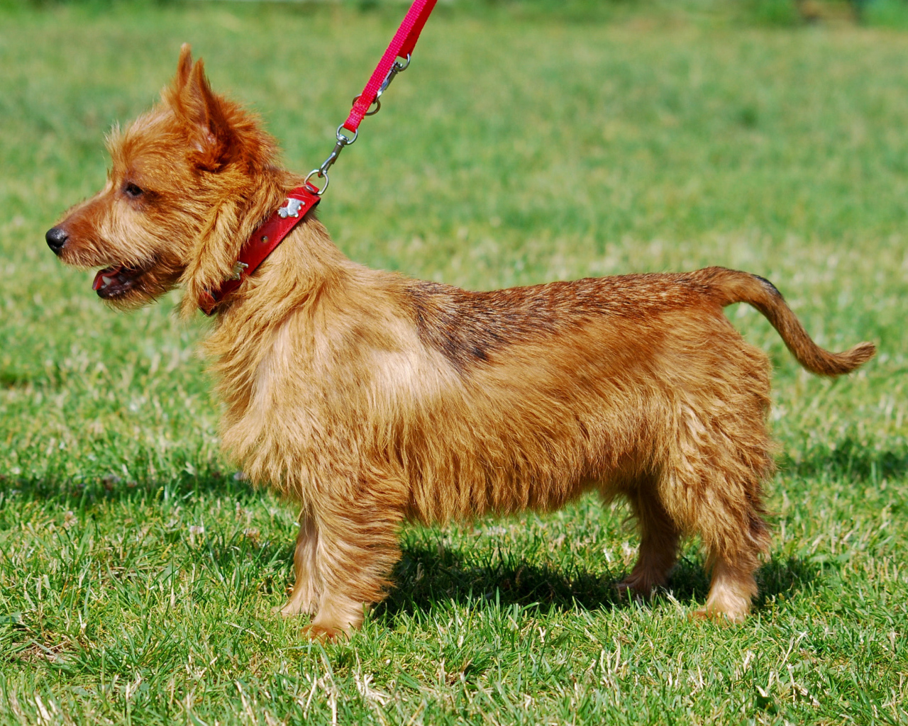 Счастливый австралийский терьер гуляет с хозяином