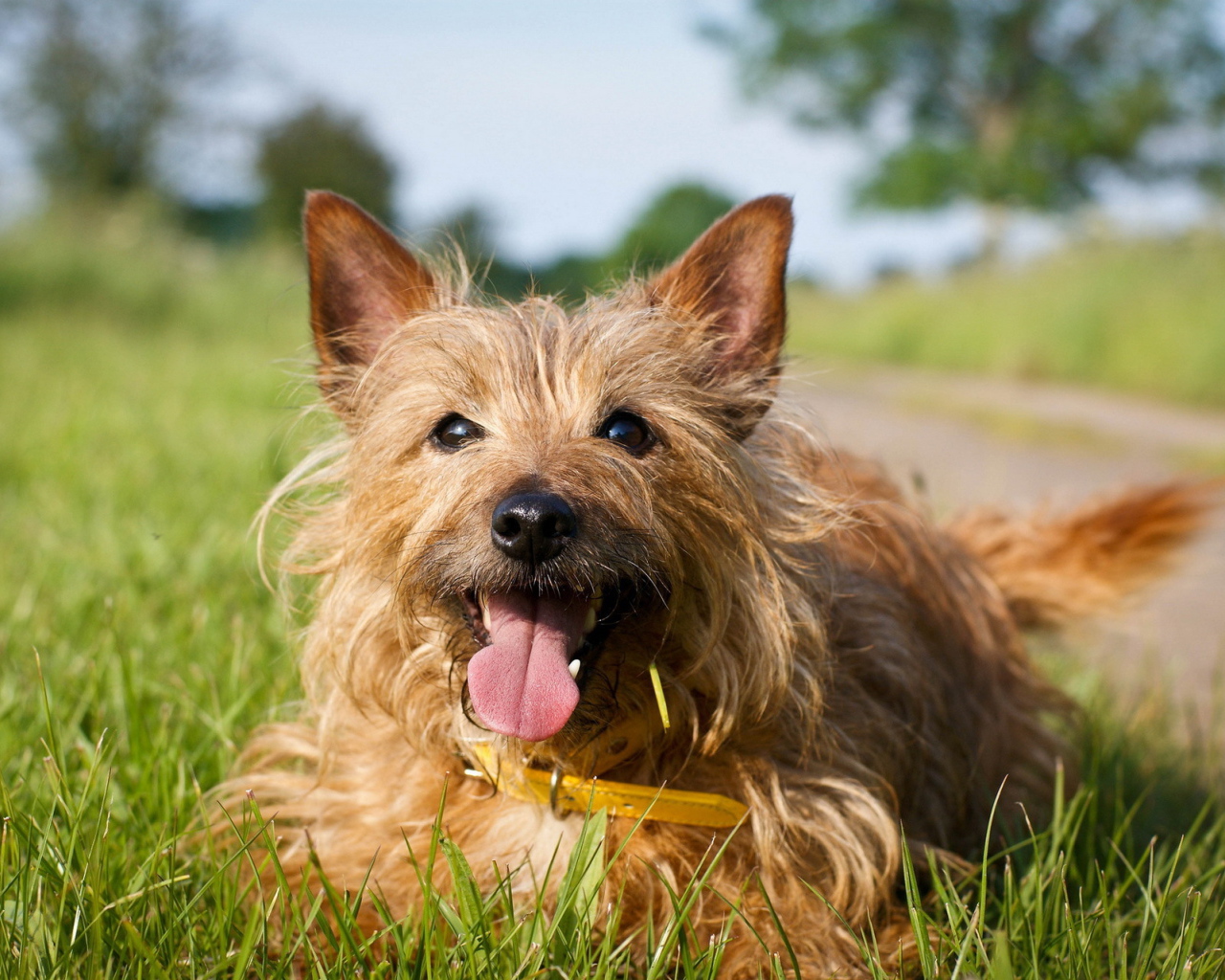 Счастливый австралийский терьер на траве