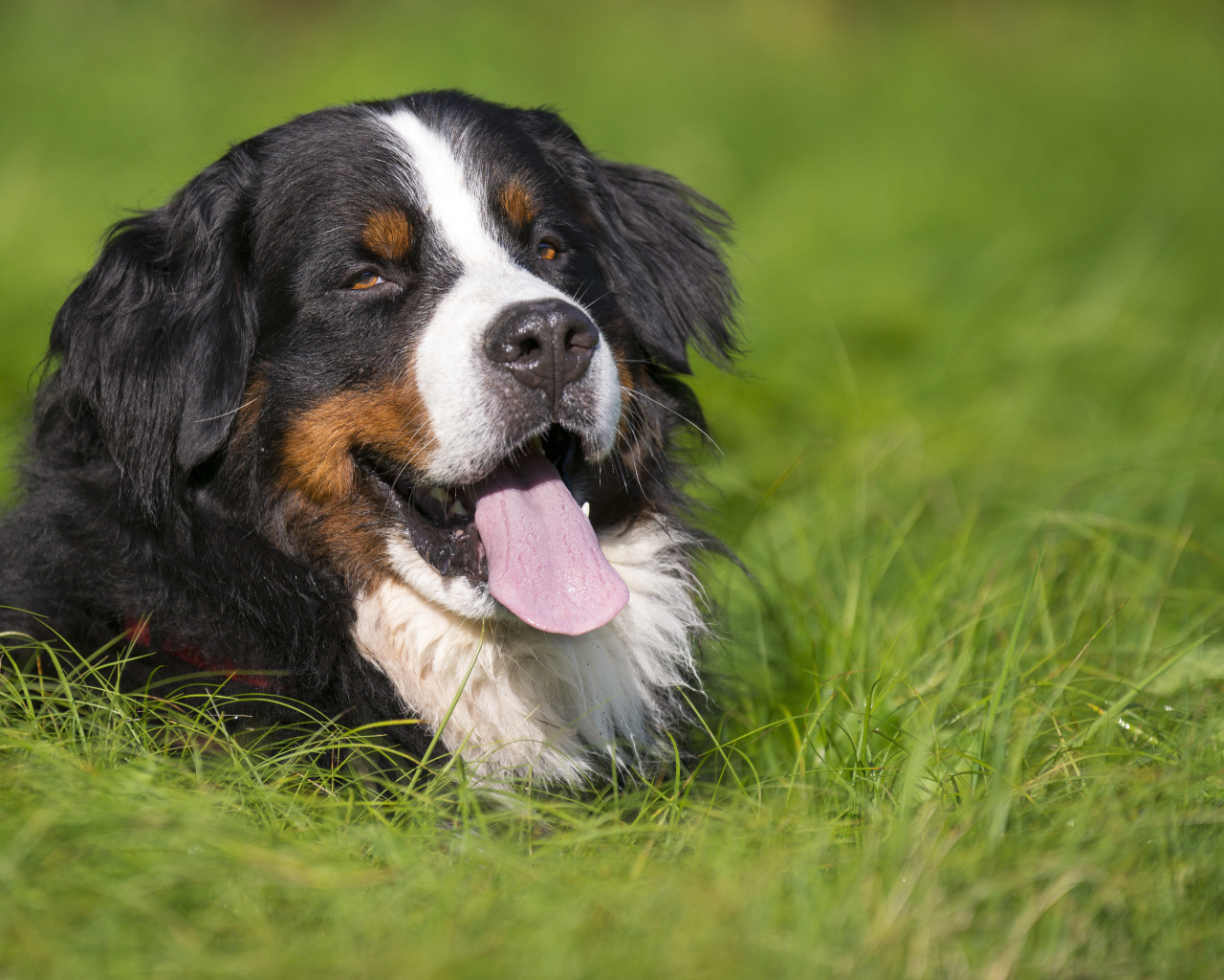 Happy Bernese Mountain Dog lying in the grass