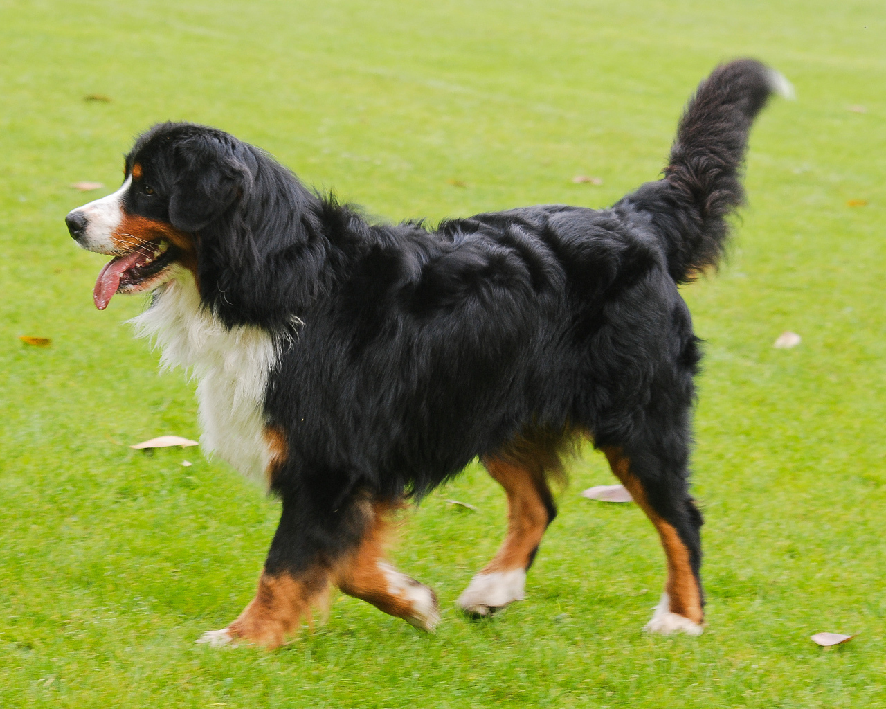 Счастливая бернская пастушья собака бежит по лужайке