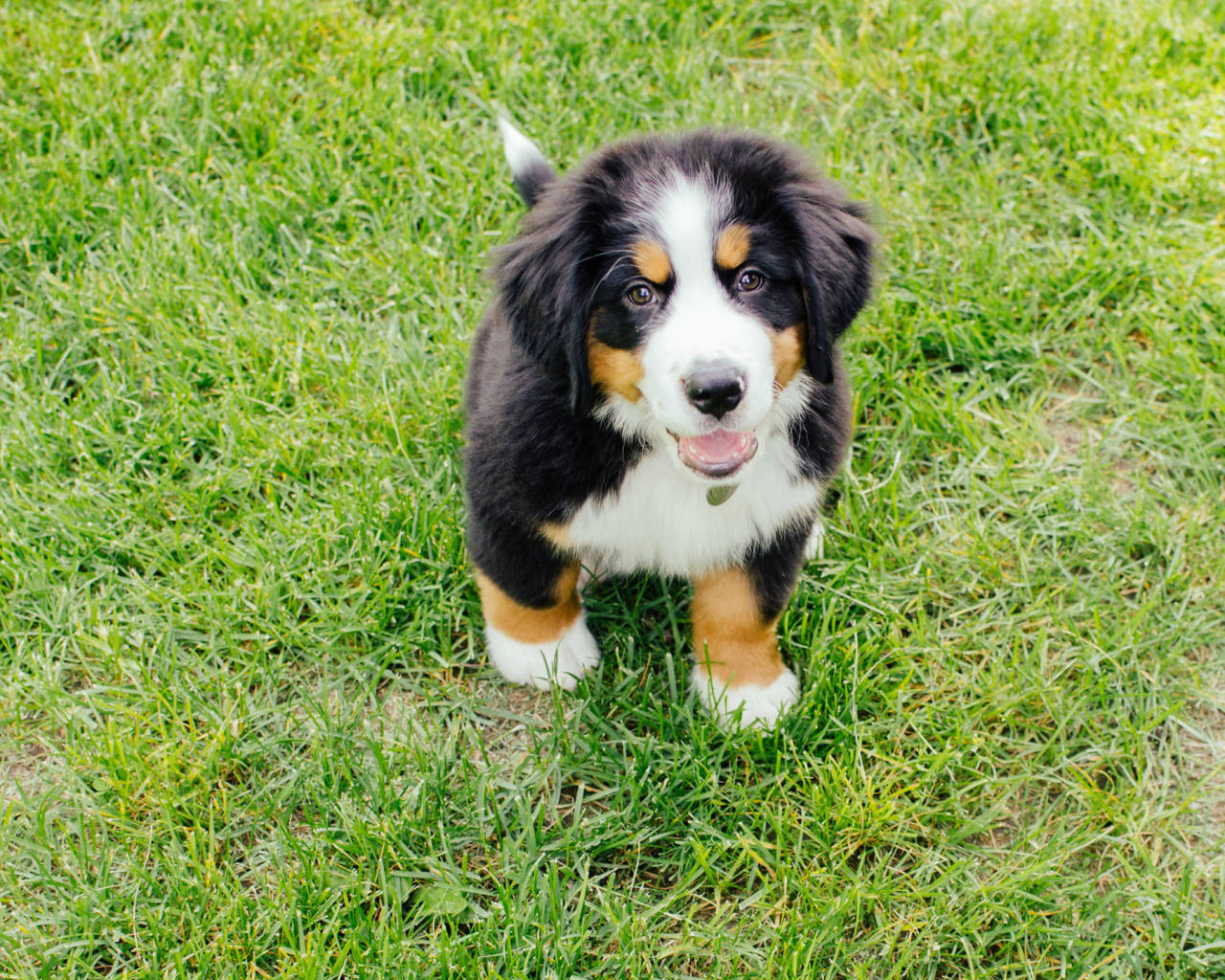 Счастливый щенок бернской пастушьей собаки смотрит на фотографа