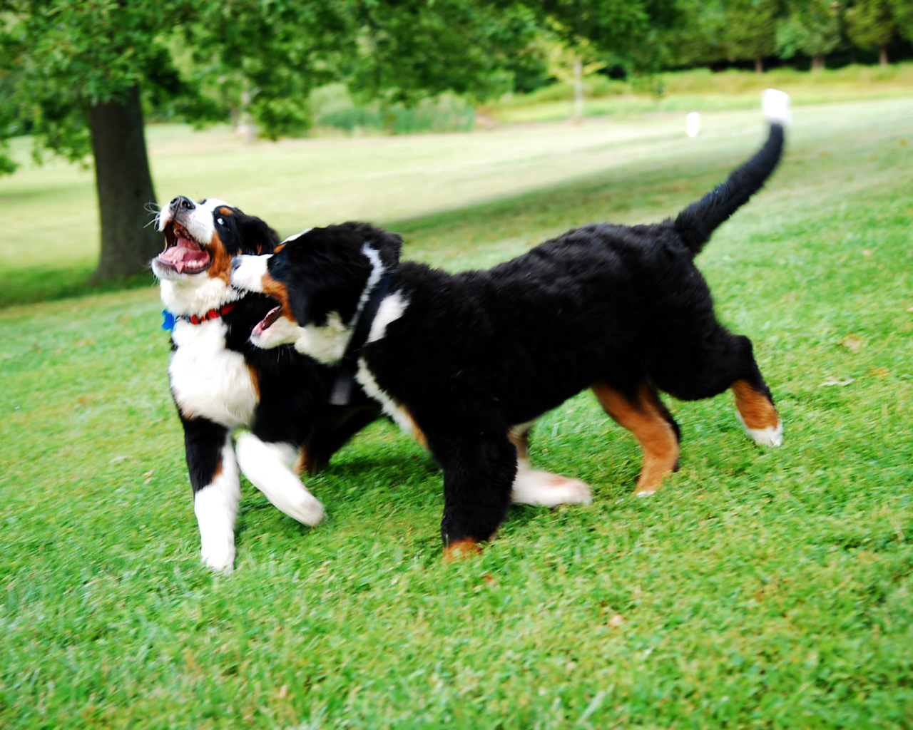 Счастливые щенки бернской пастушьей собаки играют