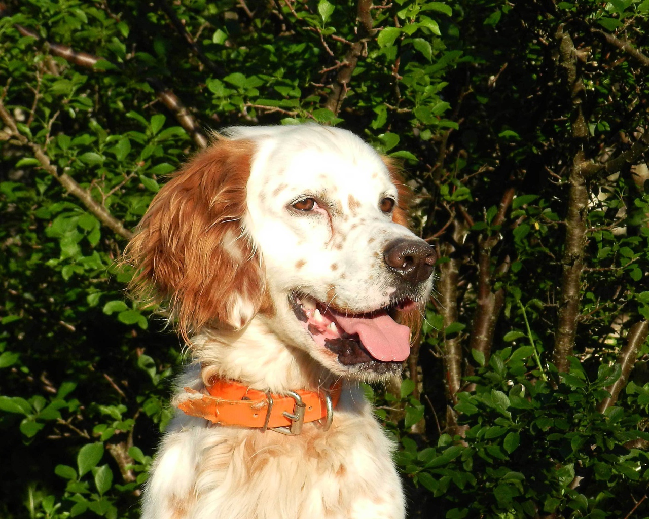 Счастливый английский сеттер