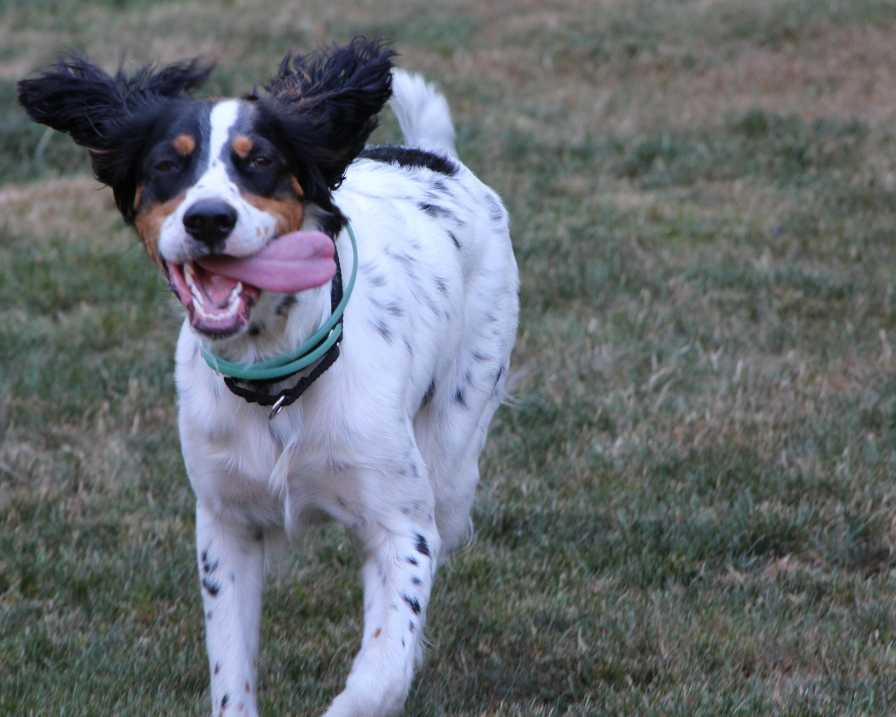 Счастливый английский сеттер бежит к хозяину
