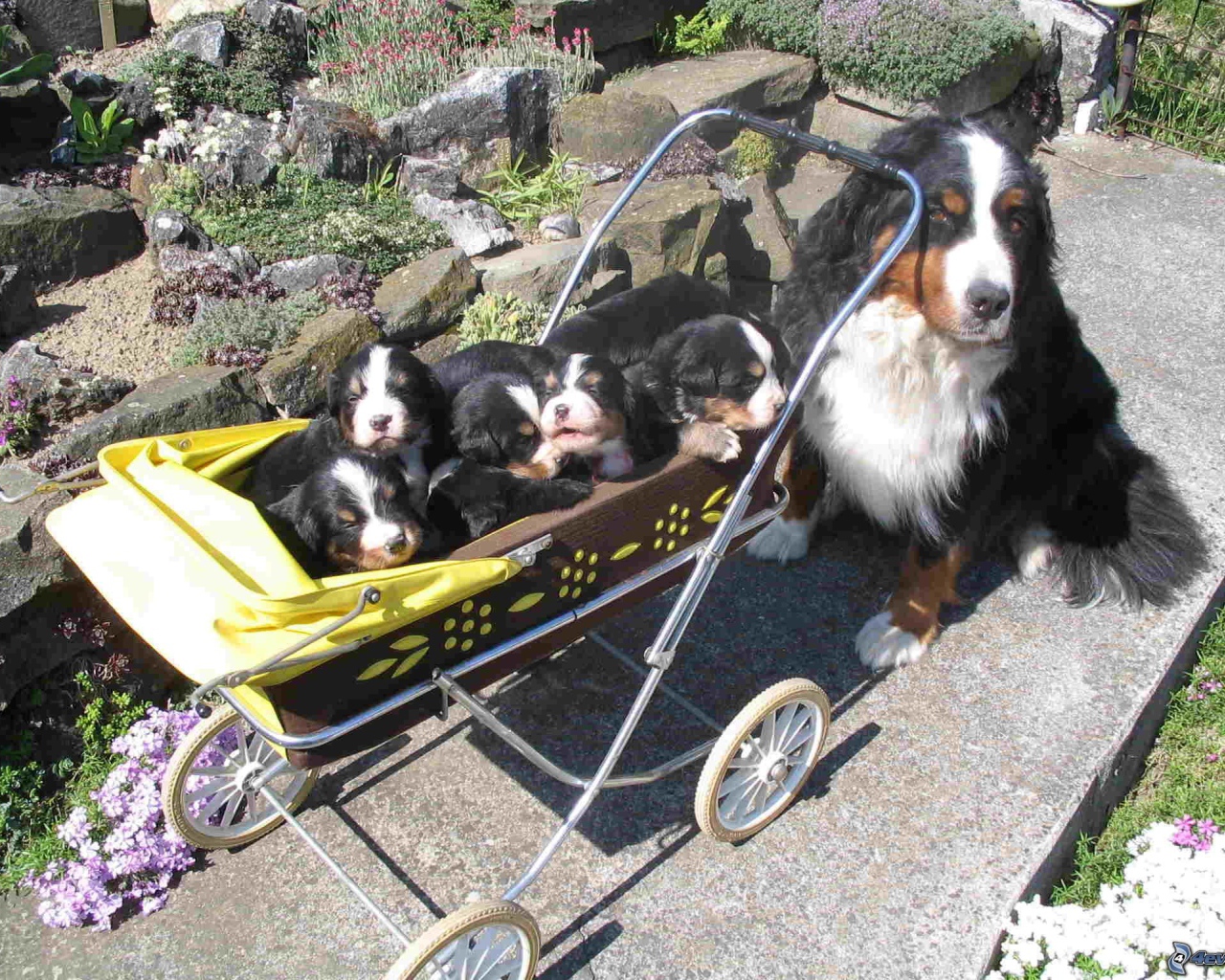 Счастливые щенки бернской пастушьей собаки с мамой