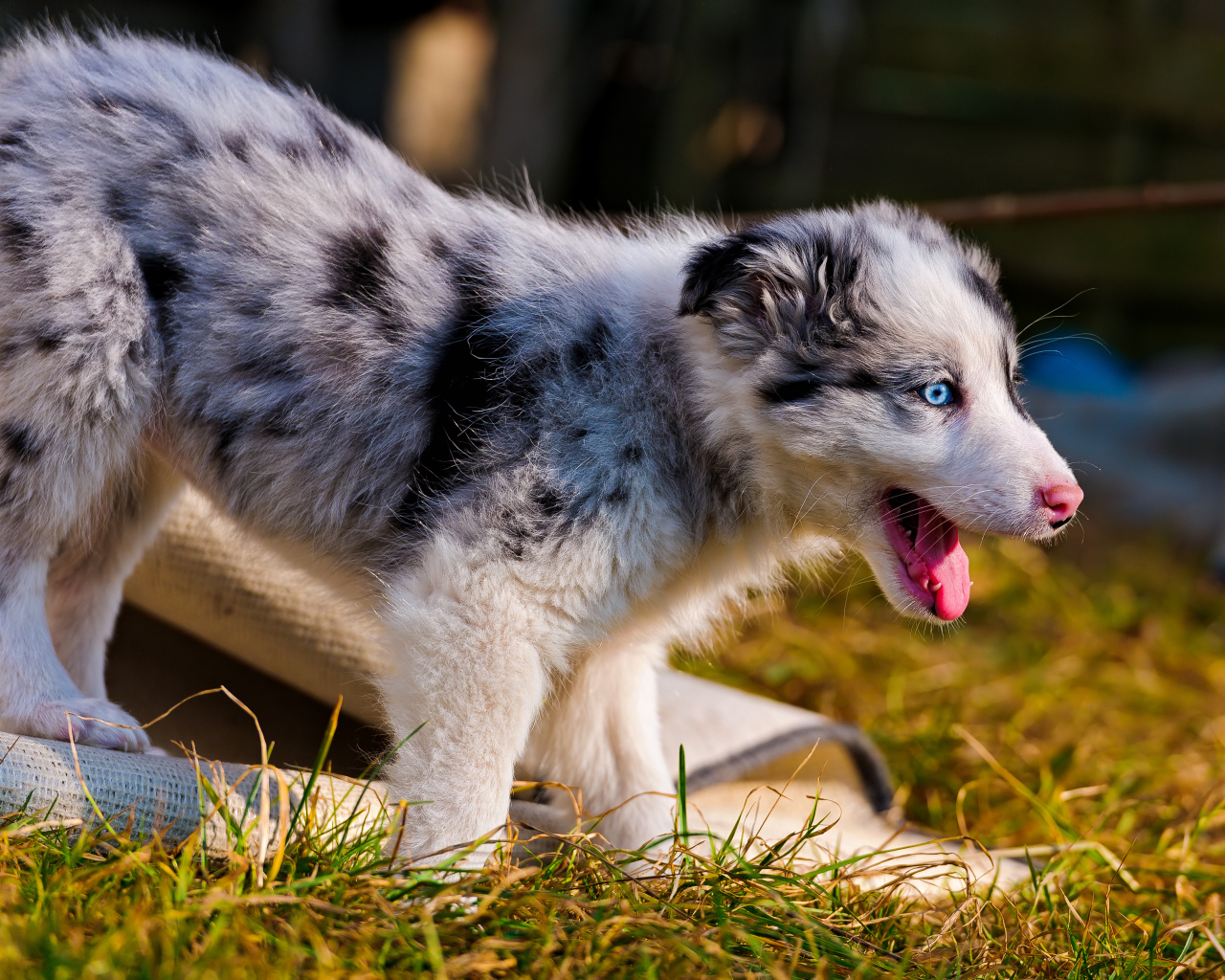 Счастливый щенок австралийской овчарки
