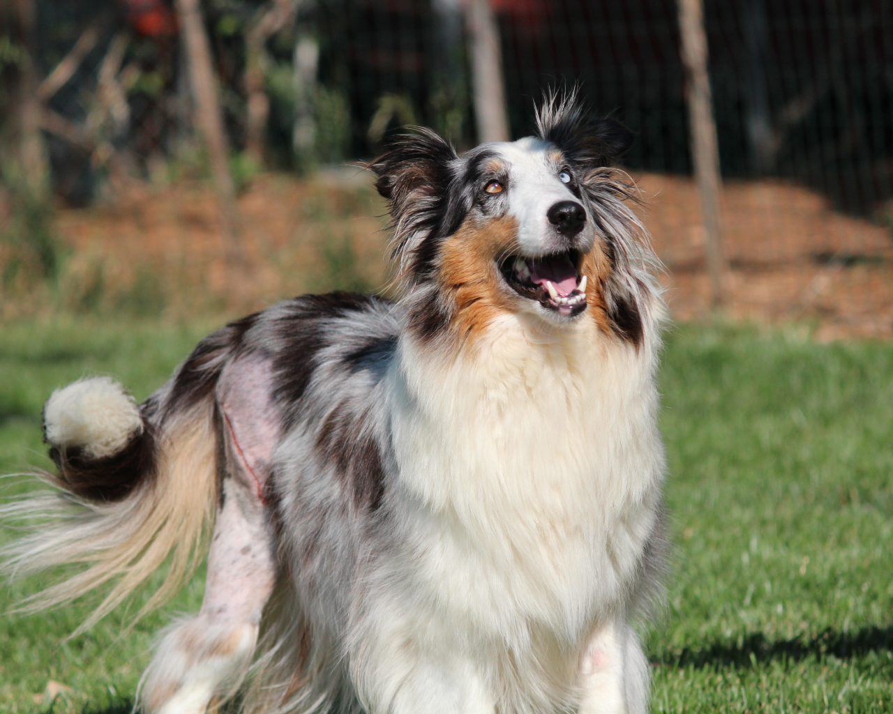 Счастливая собака породы шелти