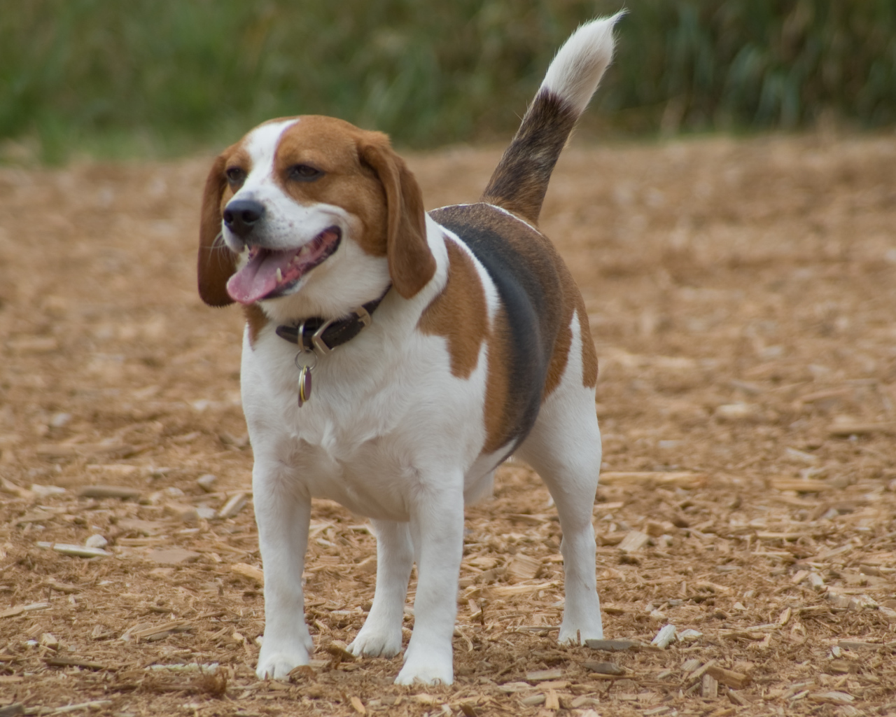 Счастливая собака породы бигль