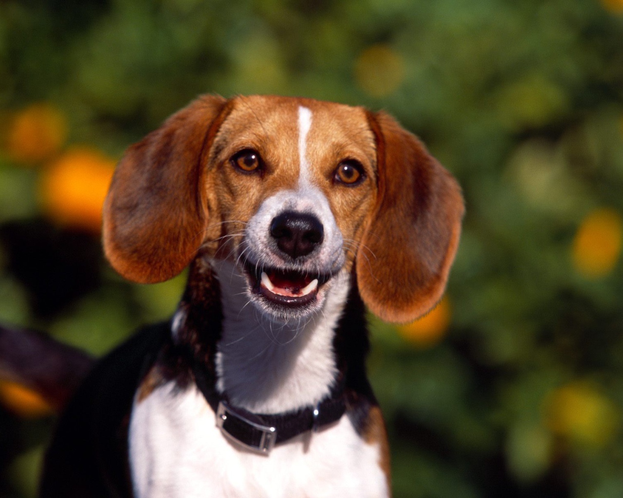 Счастливая собака породы бигль увидела хозяина