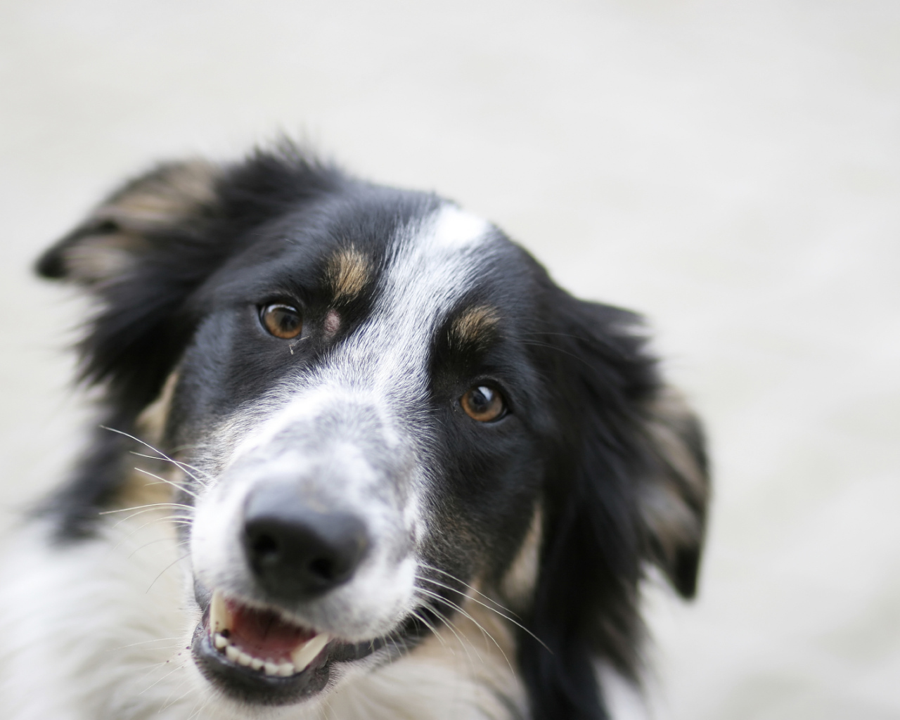 Счастливая бордер-колли крупным планом