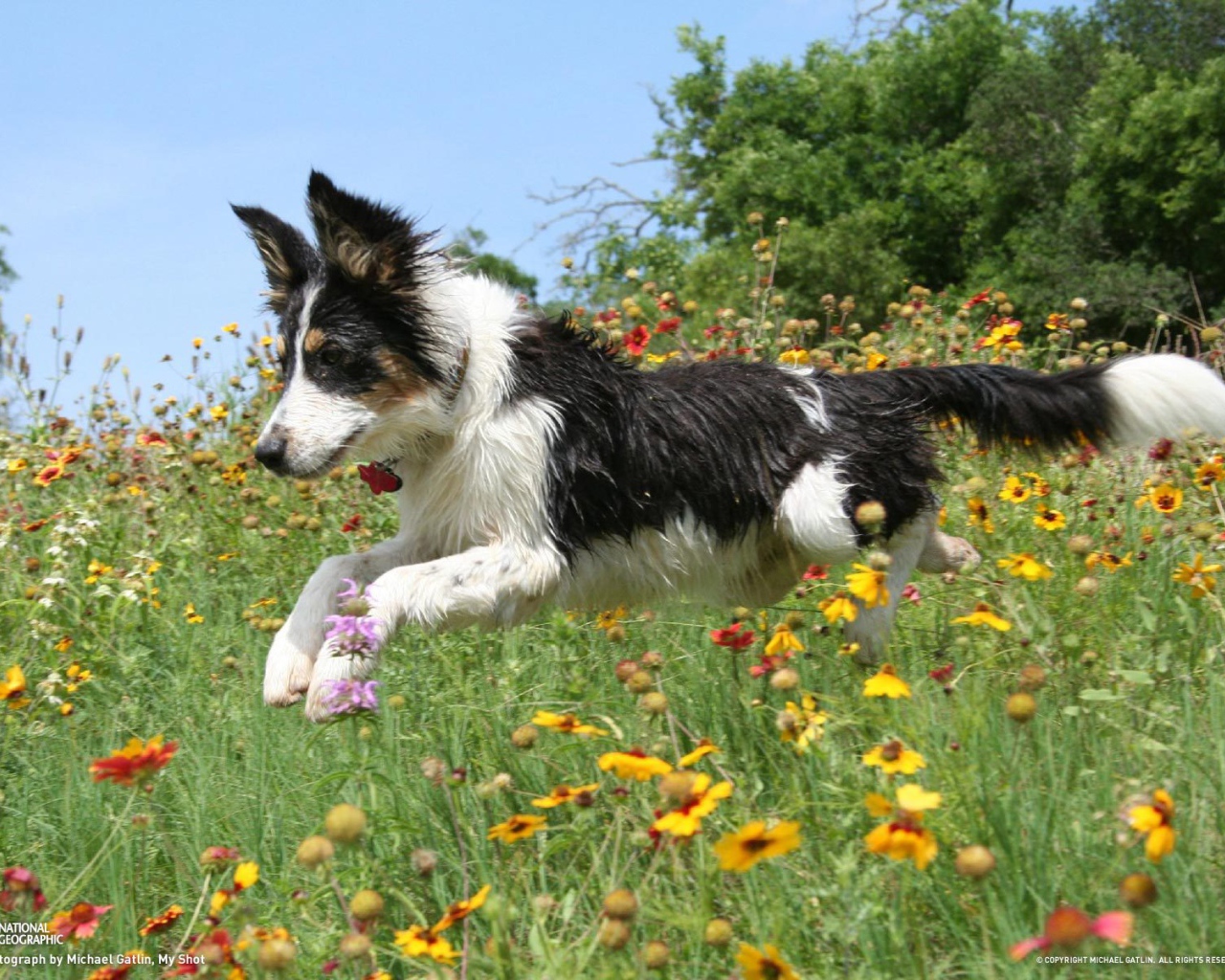 Счастливая бордер-колли бежит по цветочной поляне