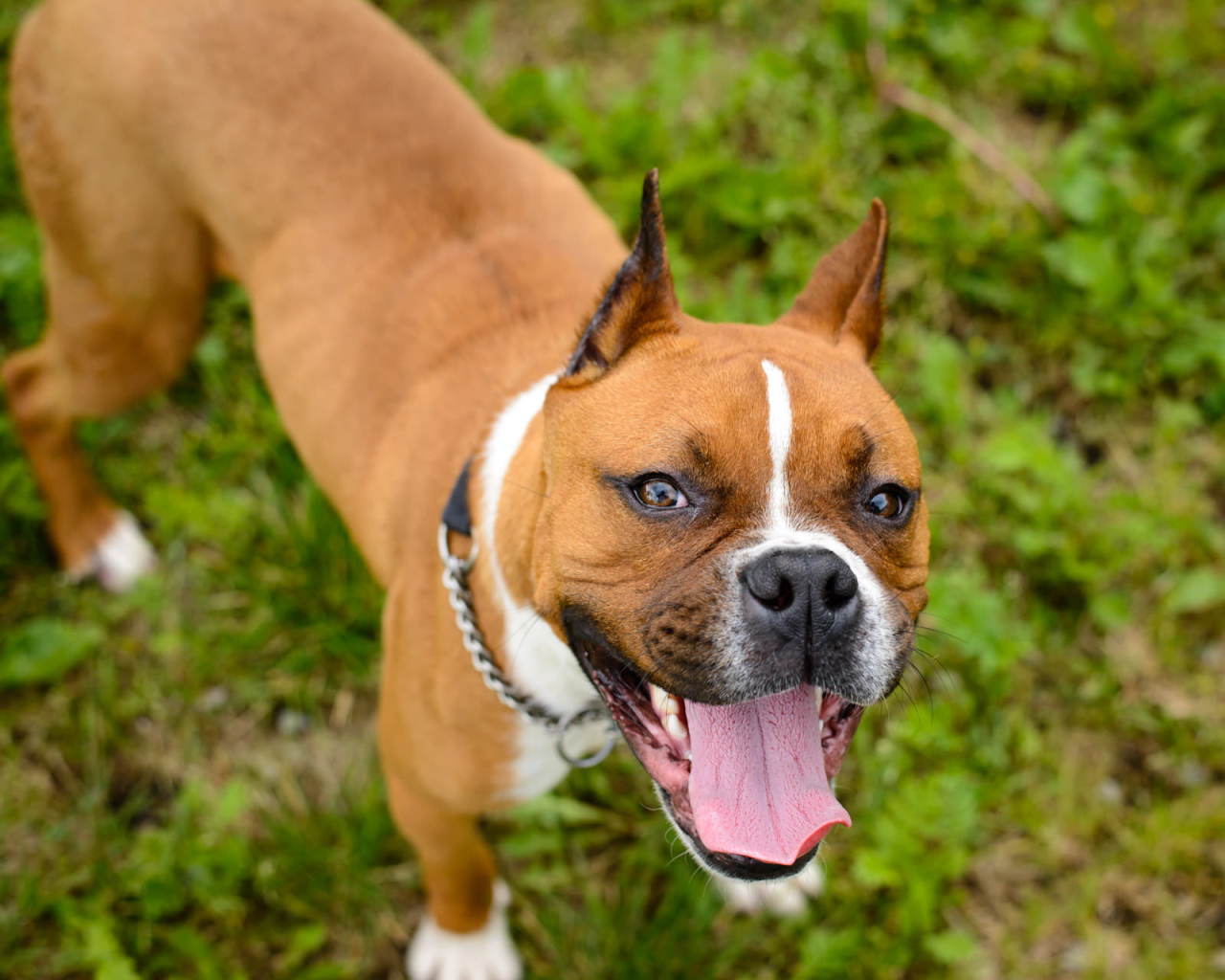 Счастливый боксёр любит фотографироваться