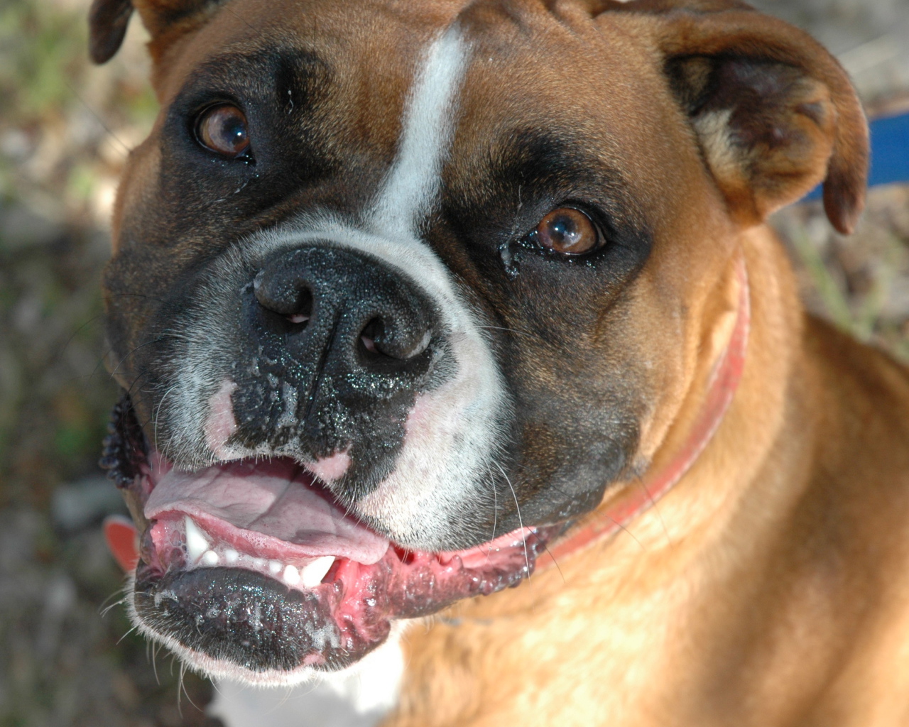 Счастливый боксёр смотрит на фотографа