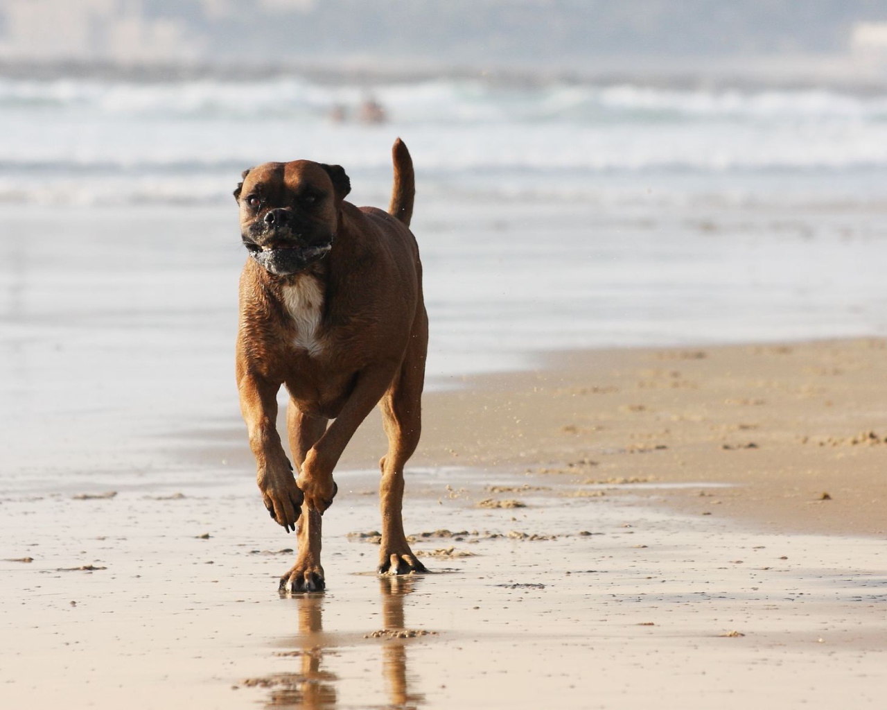 Счастливый боксёр бежит по берегу моря
