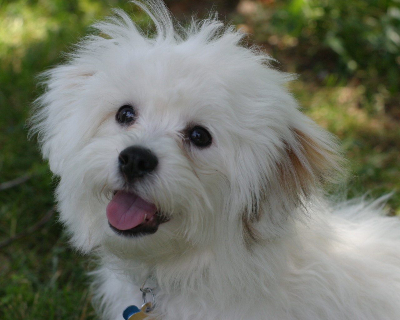 Счастливая собака породы бишон-фриз просит лакомство